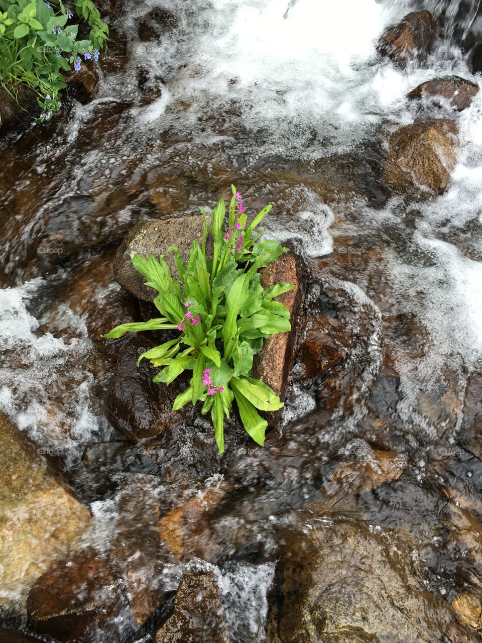 Top view of a stream