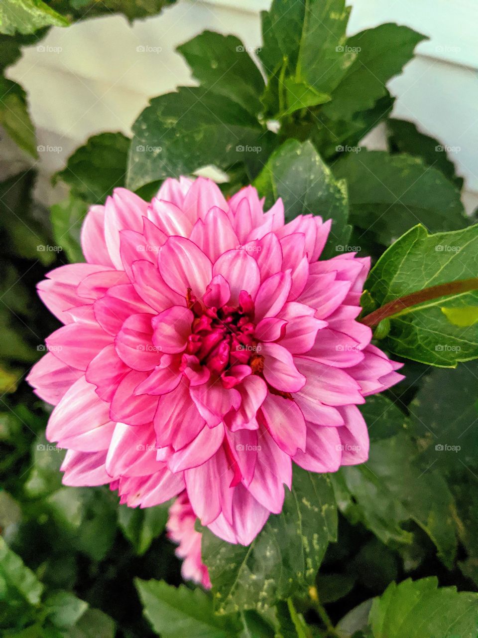 pink dahlia