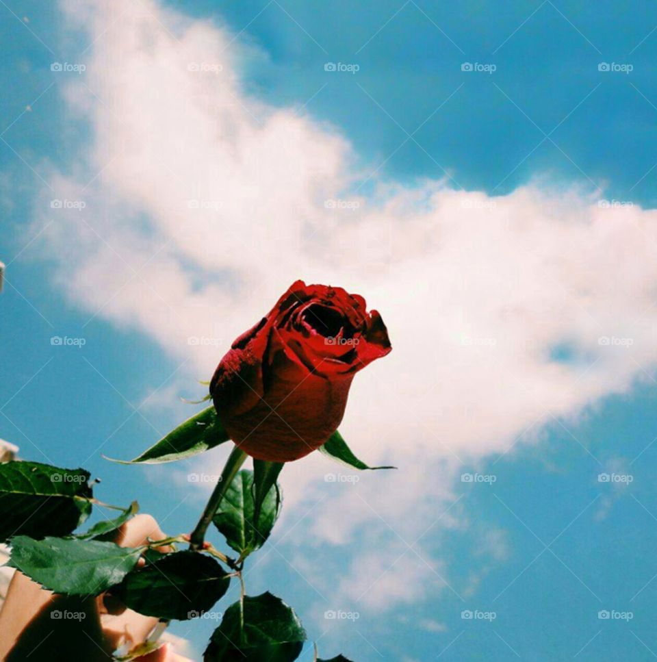 In this photo you can see a hand having Rose with sky background it’s looking so cool !!!