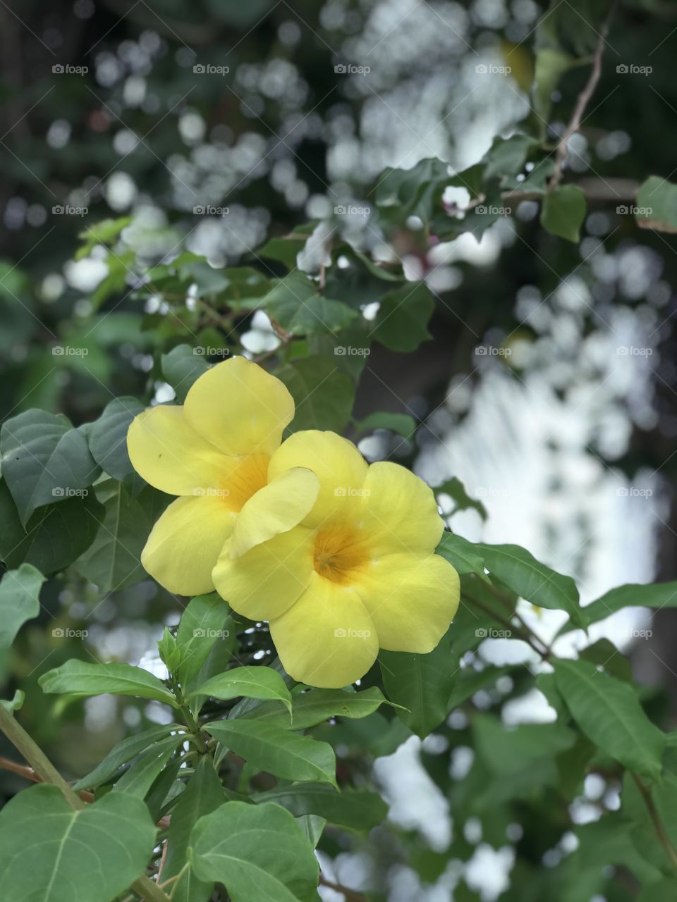 Flower yellow. 