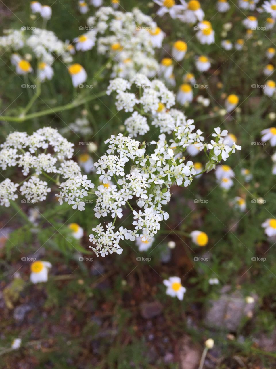 At my walk today 