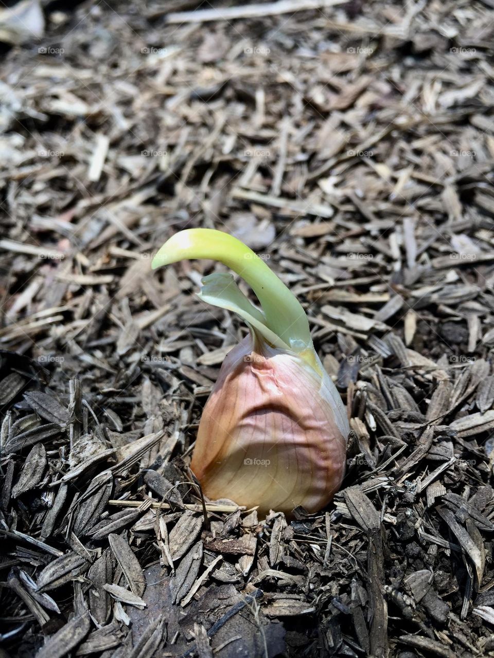 Newly sprout garlic planted in a rice hull media for perfect drainage and organic fertilizers at the same time. Good for family’s consumptions to prevent food inflation rate.