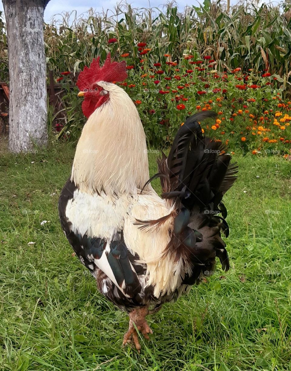 such a handsome cockt walking in the garden 😍