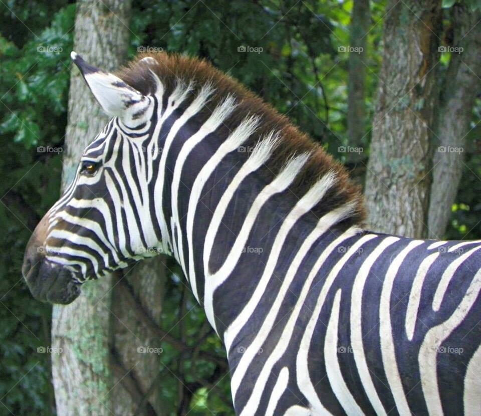 Zebra 