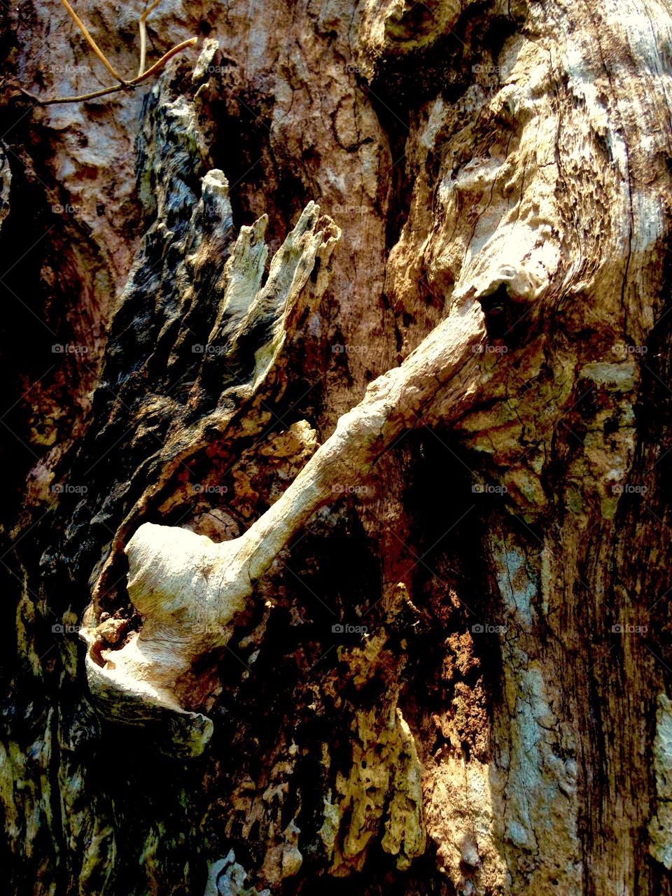 art of tree and shadow lines