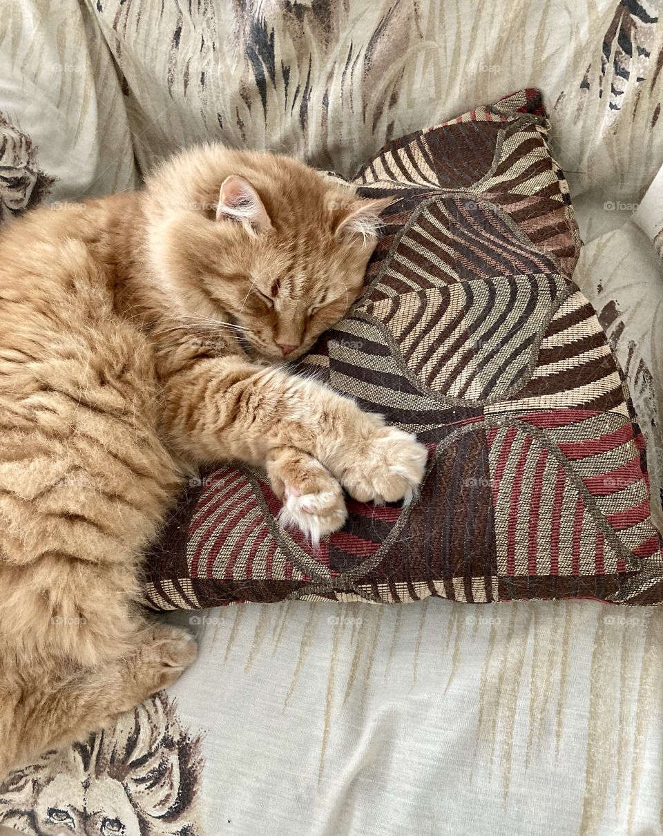 Cat sleeping with head on pillow