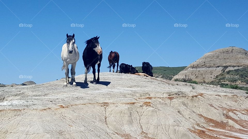 Feral Horses