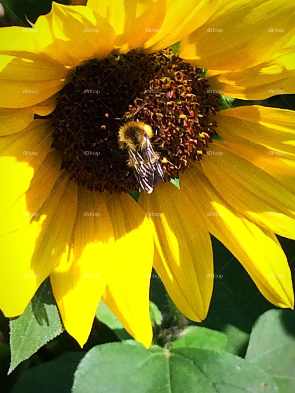 Sunflower 