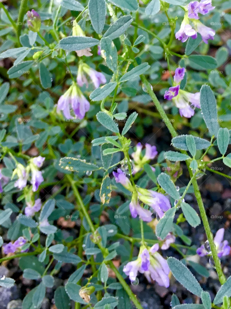 Alfalfa