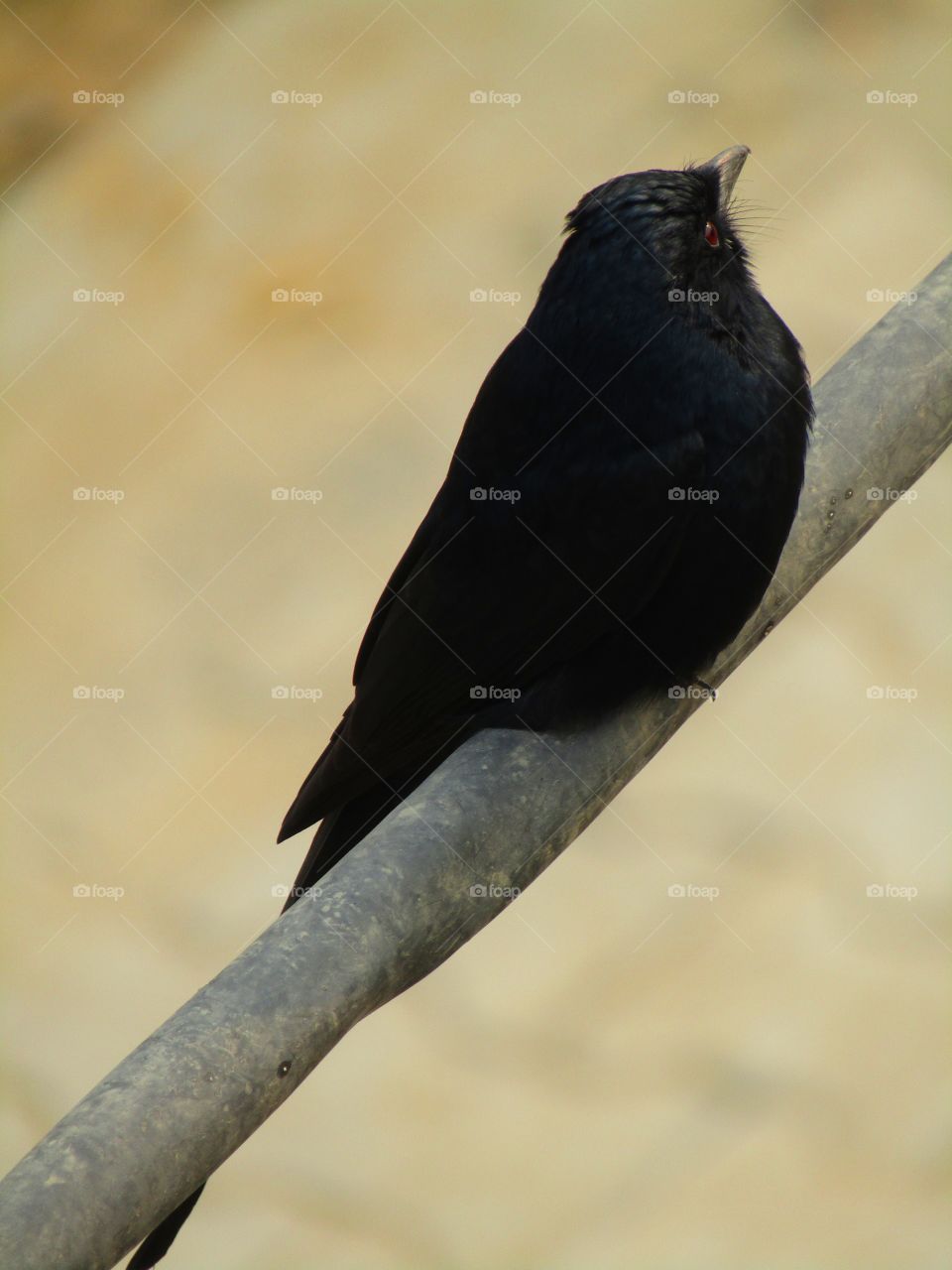 The black drongo (Dicrurus macrocercus) is a small Asian passerine bird of the drongo family Dicruridae.