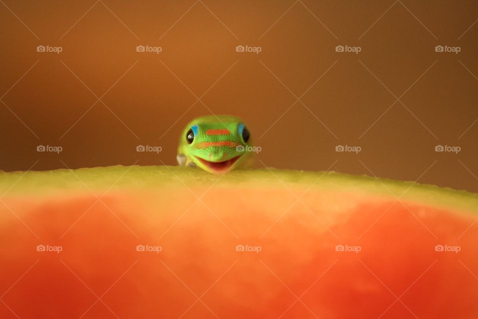 Smiling gecko 