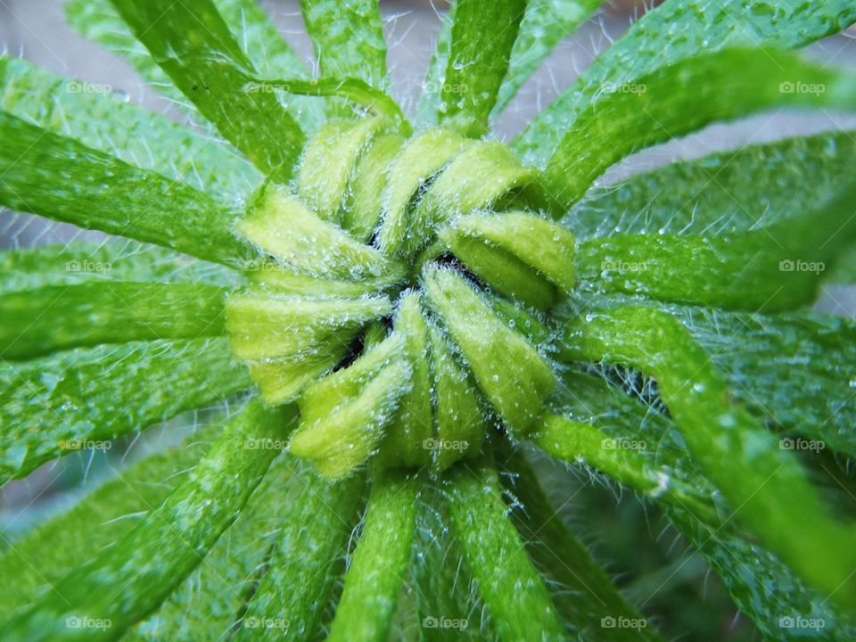 Galaxy (spiral) or ||thermodynamics principal  