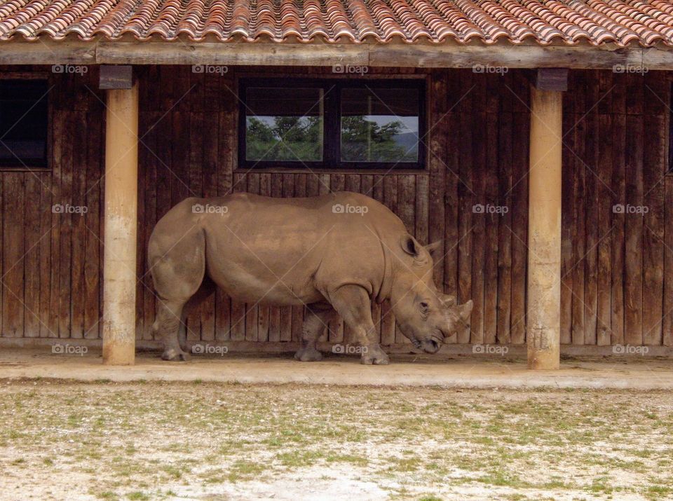 Rinoceronte, cuernos