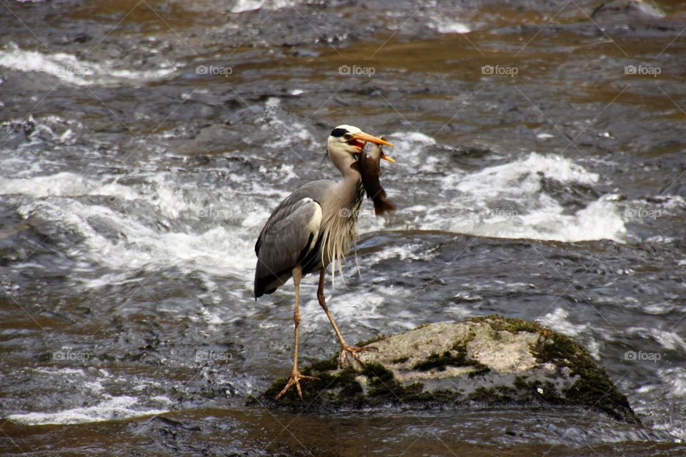 Hungry heron