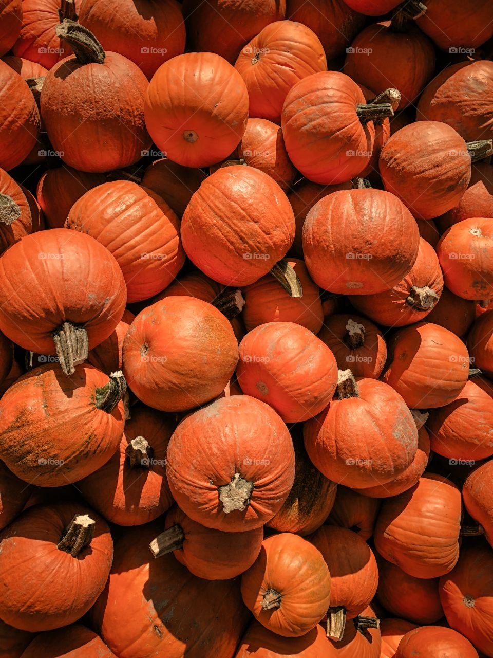 Pumpkins