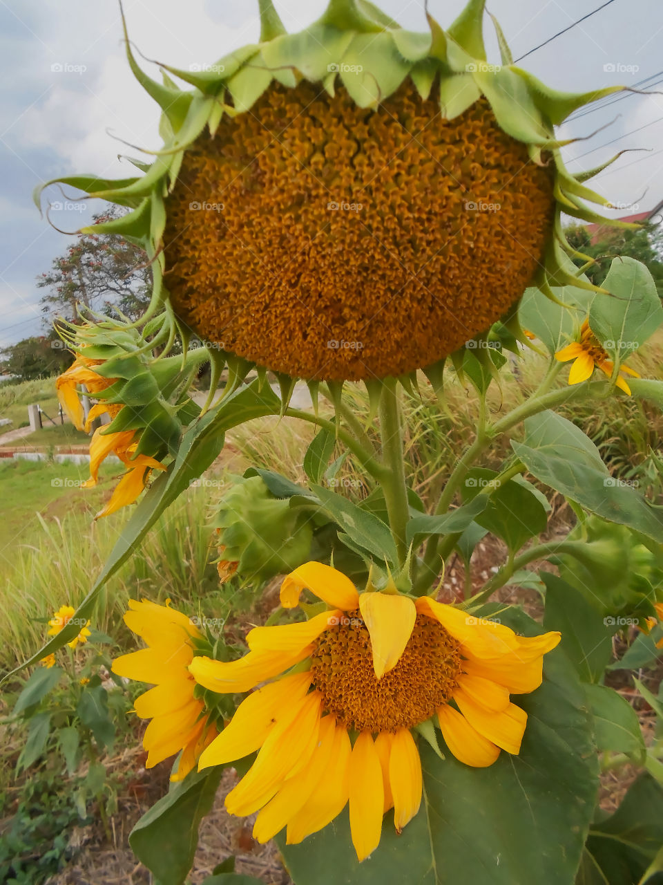 Bearing of sunflower seeds.