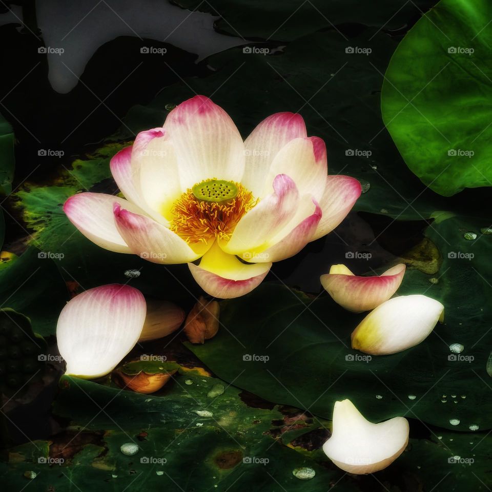 It is the lotus in full bloom, it is a good time for the world.I hope the day is clear, look up to meet all gentle.