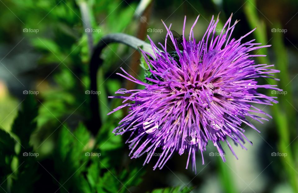 Thistle flower after the rain