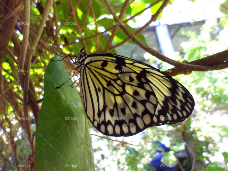 Filipino Butterfly
