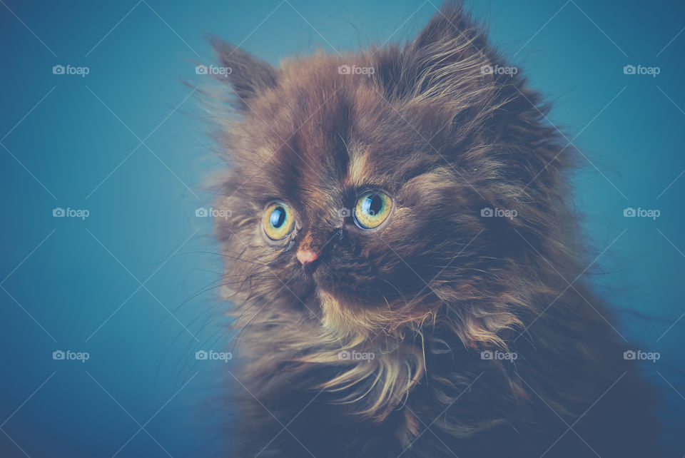 Brown cat on blue background