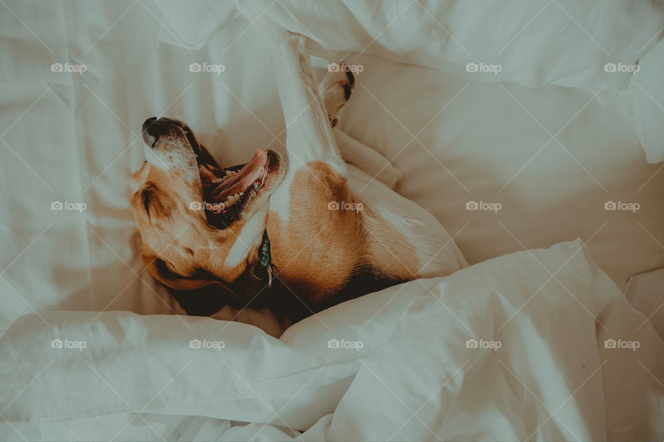 Beagle sleeping in bed