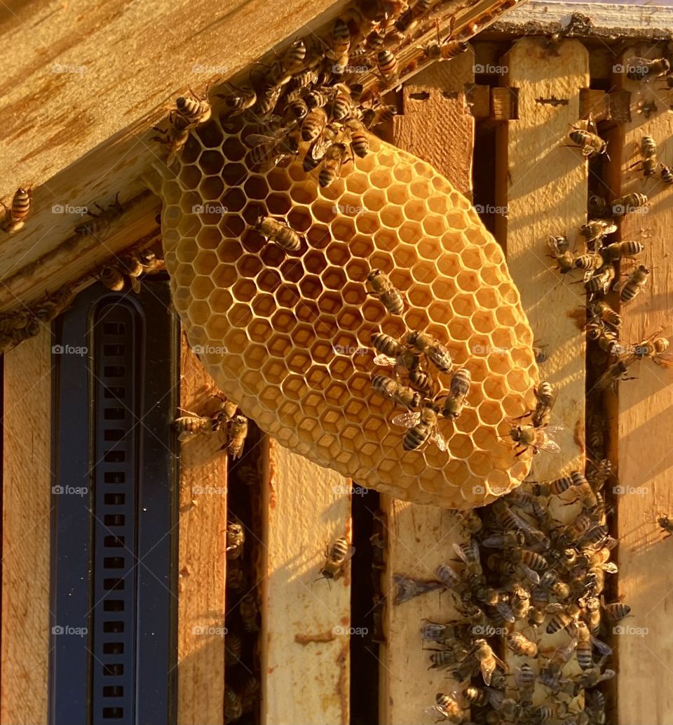 bees are such masterful creators 