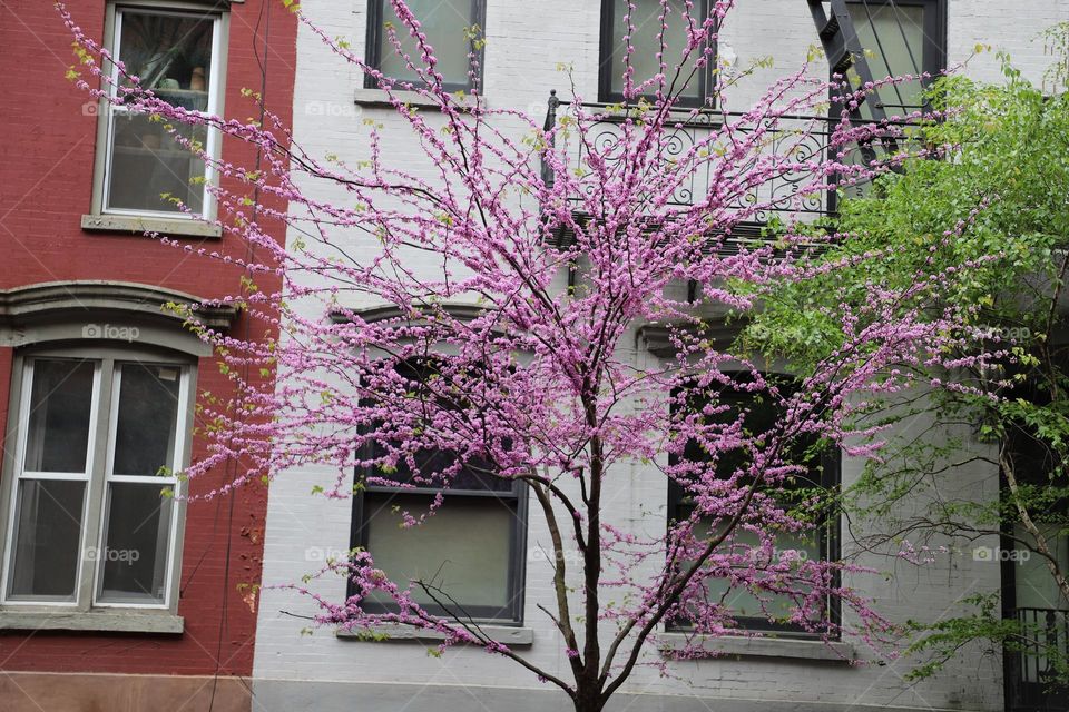 Tree in bloom on the street 