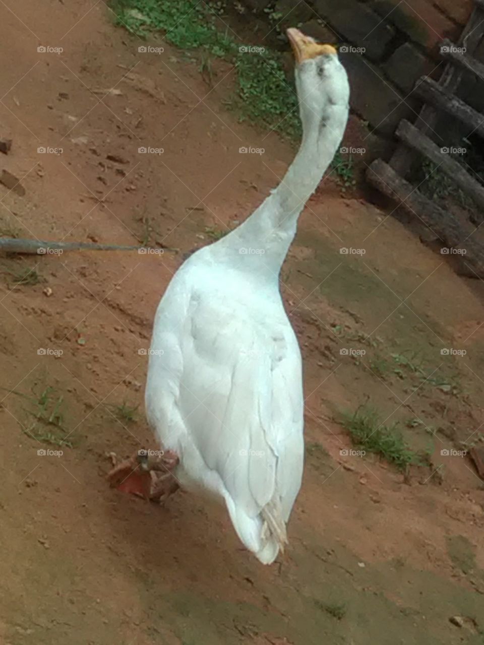 The very beautiful looking swan is the king of birds.