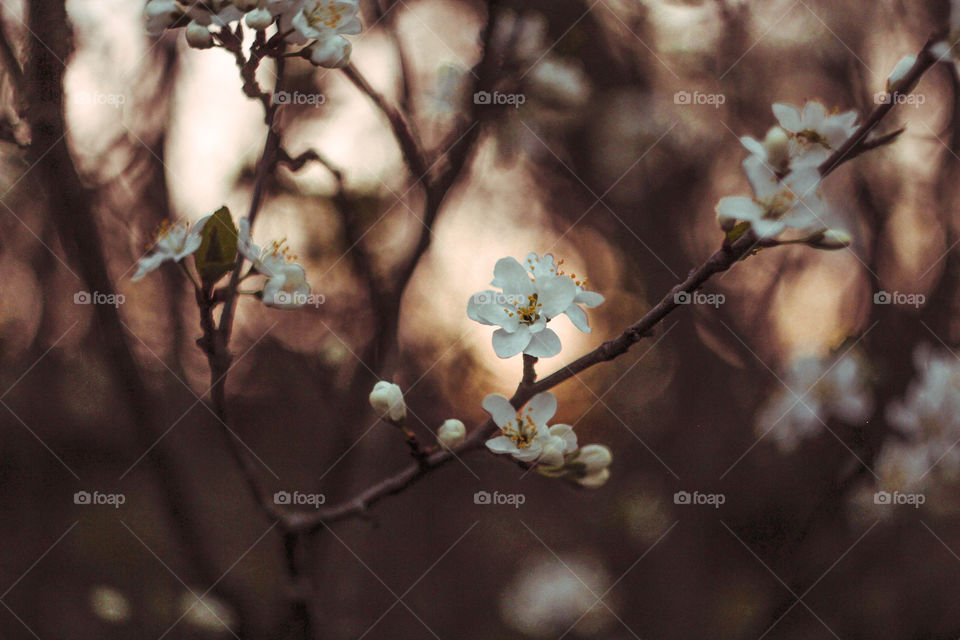 spring trees in bloom at sunset