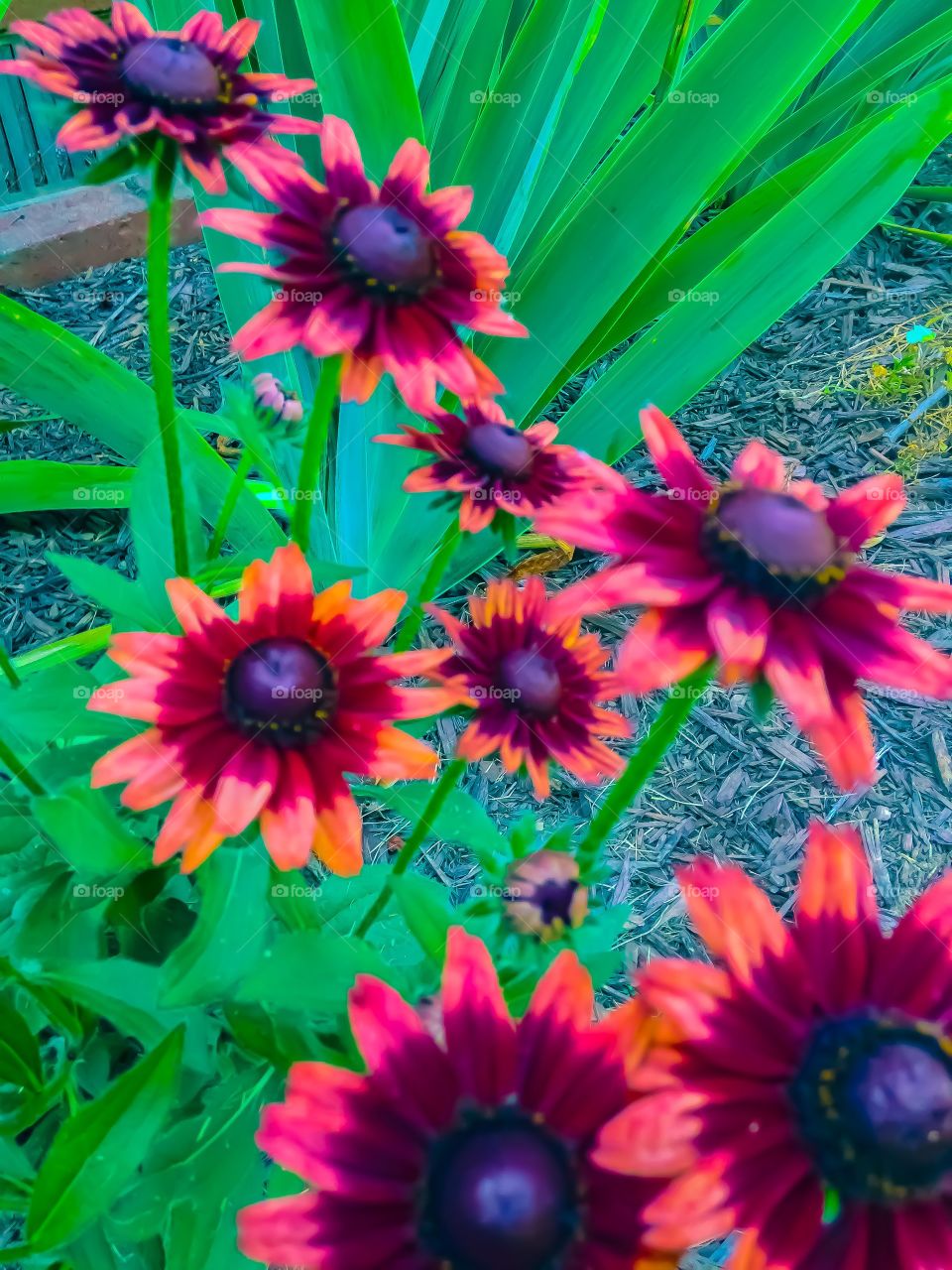 A closeup of crimson flowers blooming in the middle of a glorious summer season. 