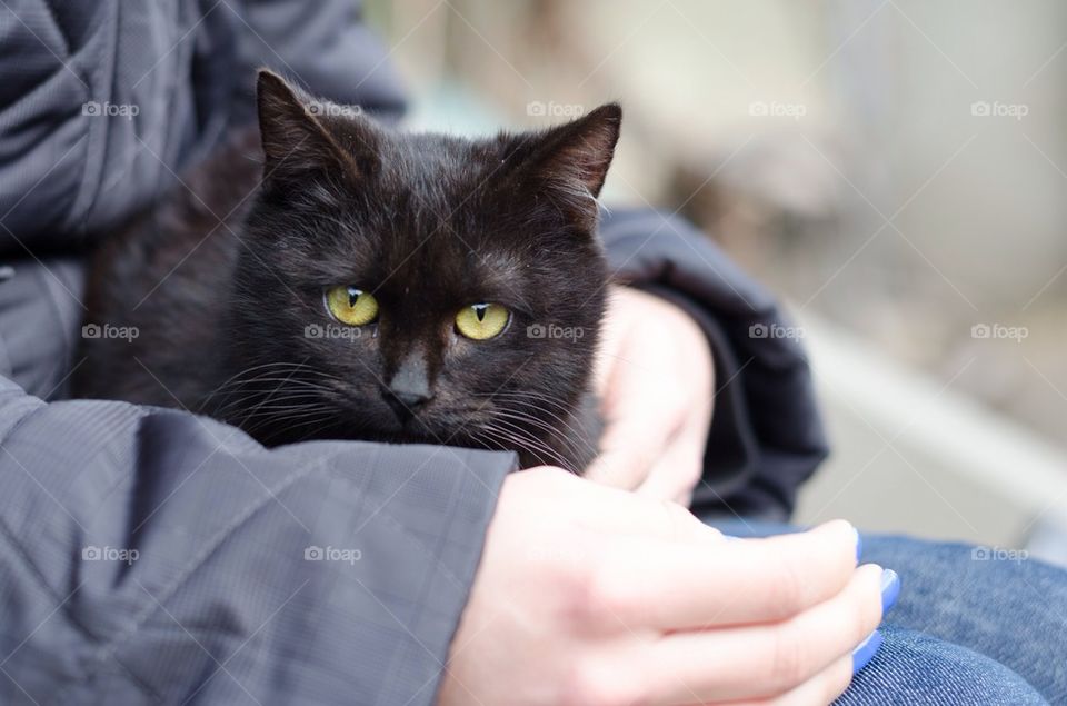 Black kitten resting