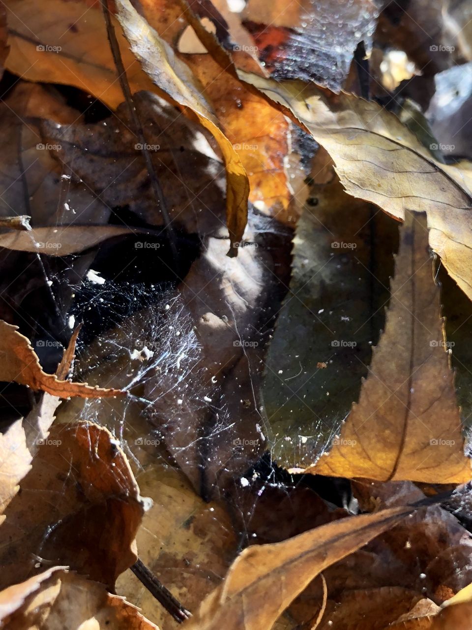 Extreme closeup of fallen leaves and spiderweb in sunlight 
