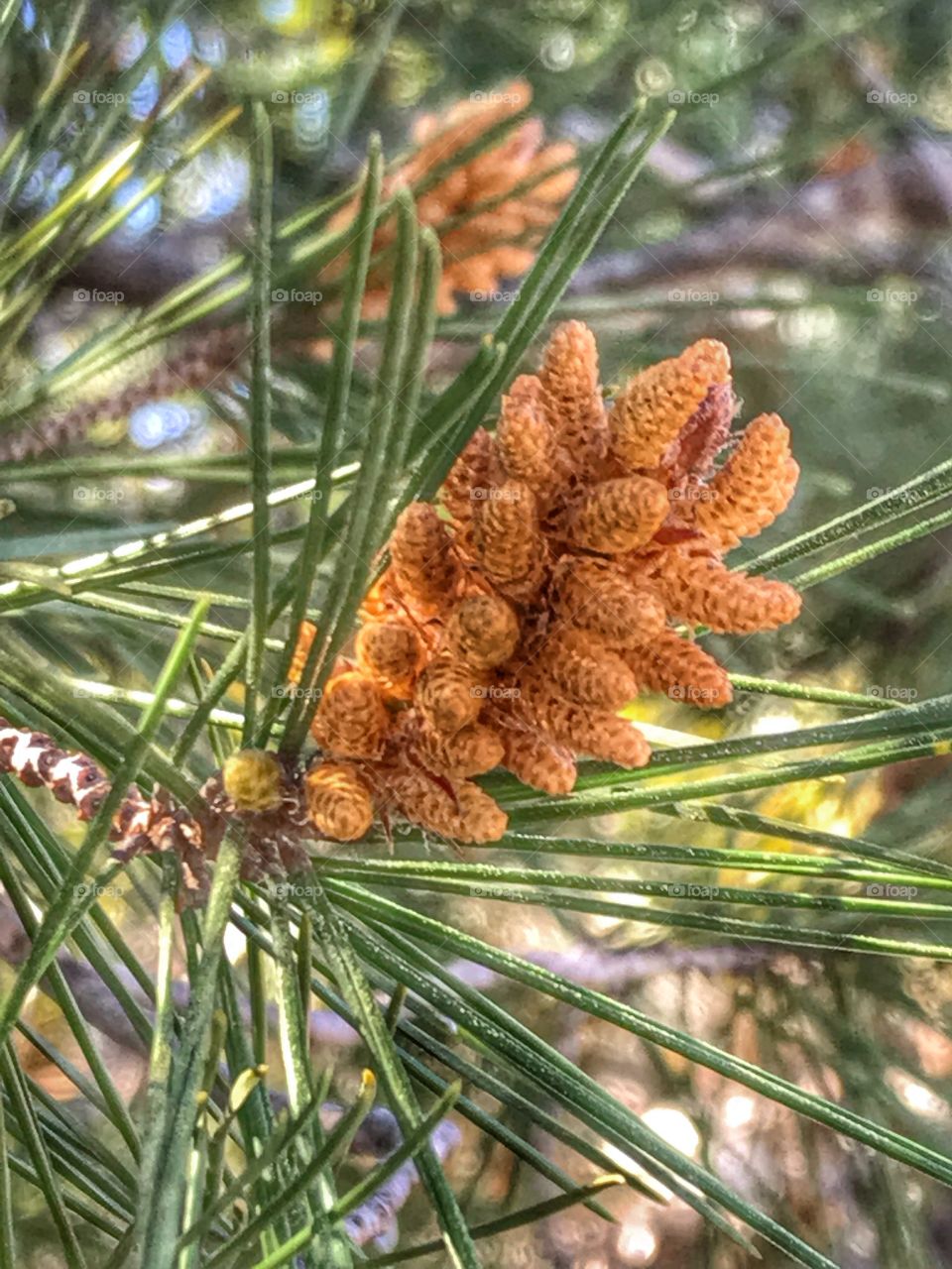 Pinus pinae