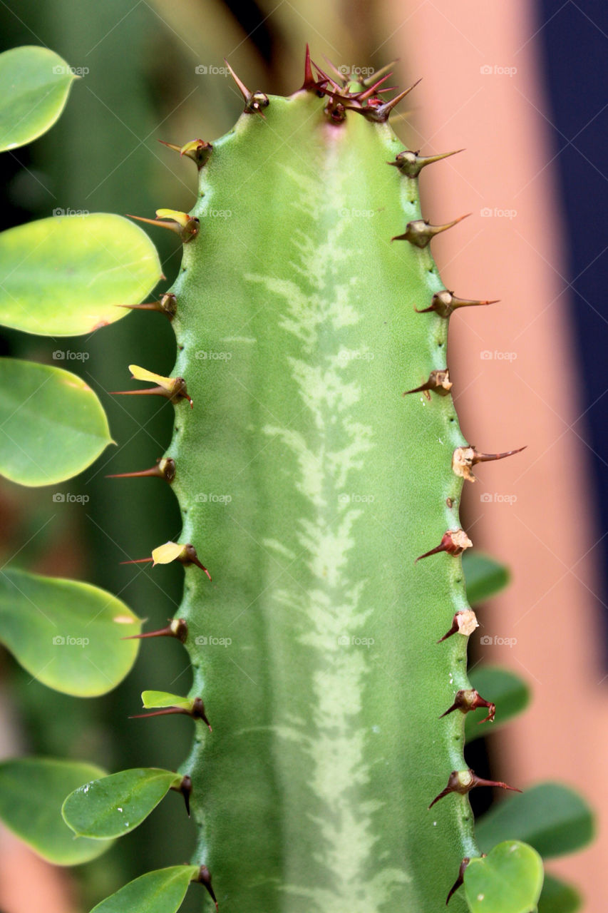 green flower plant cactus by lagacephotos