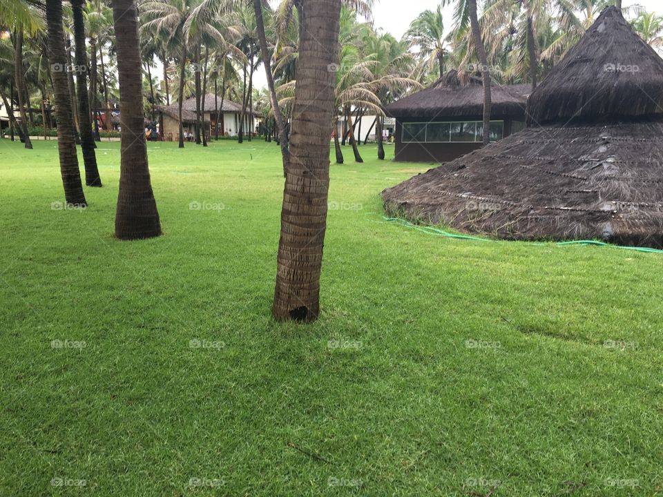 Scenic view of palm trees and hut at park