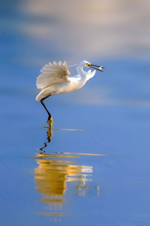 bird