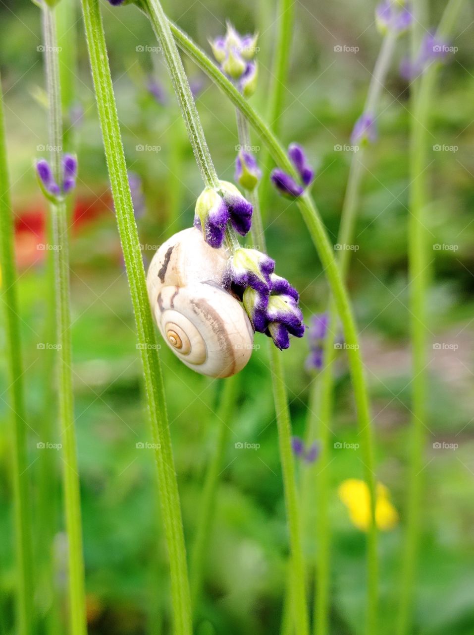 A snail on lavender flowers. Summer.