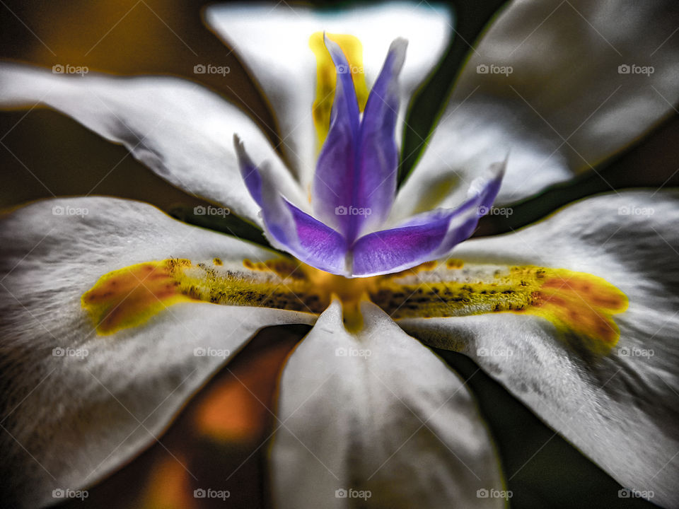 Flower only opening after the rain