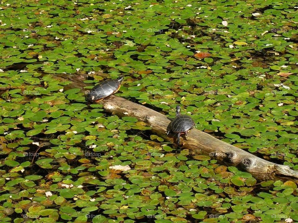 Turtles on a log