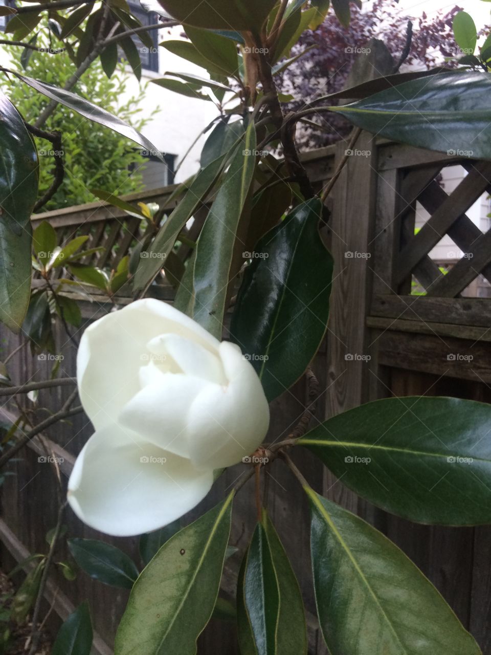 Southern Magnolia along fence