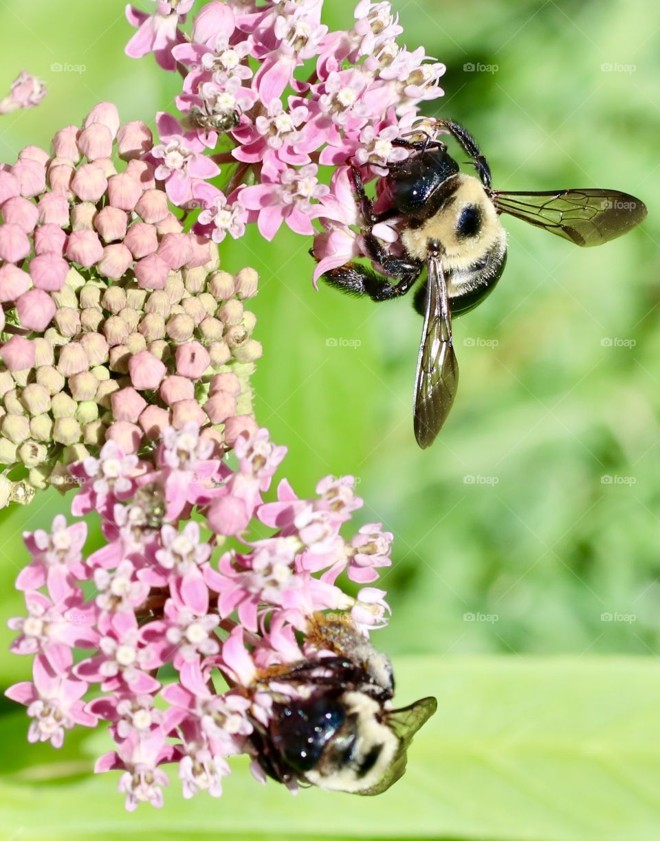 Seeing double bees on milkweed 