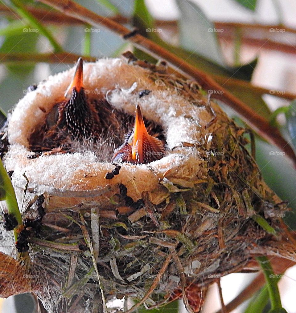 nest
