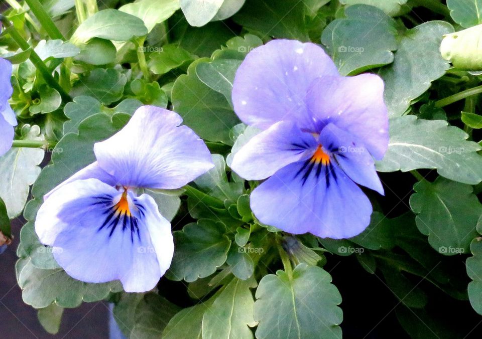 pansies