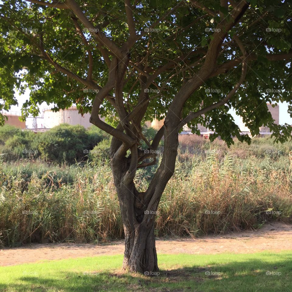 Tree