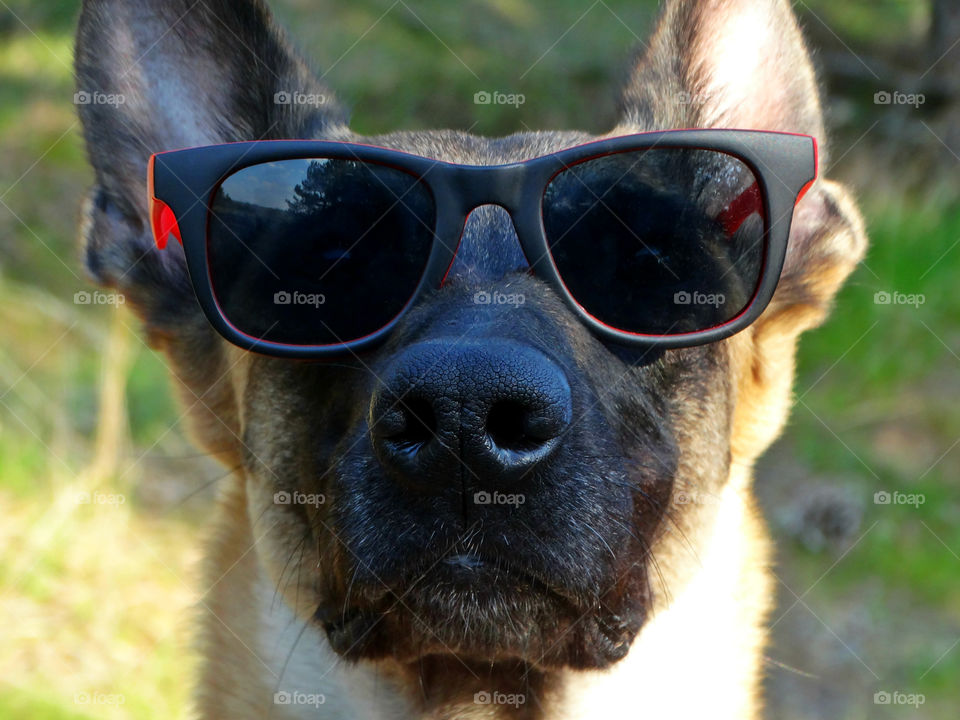 Belgian shepherd malinois dog