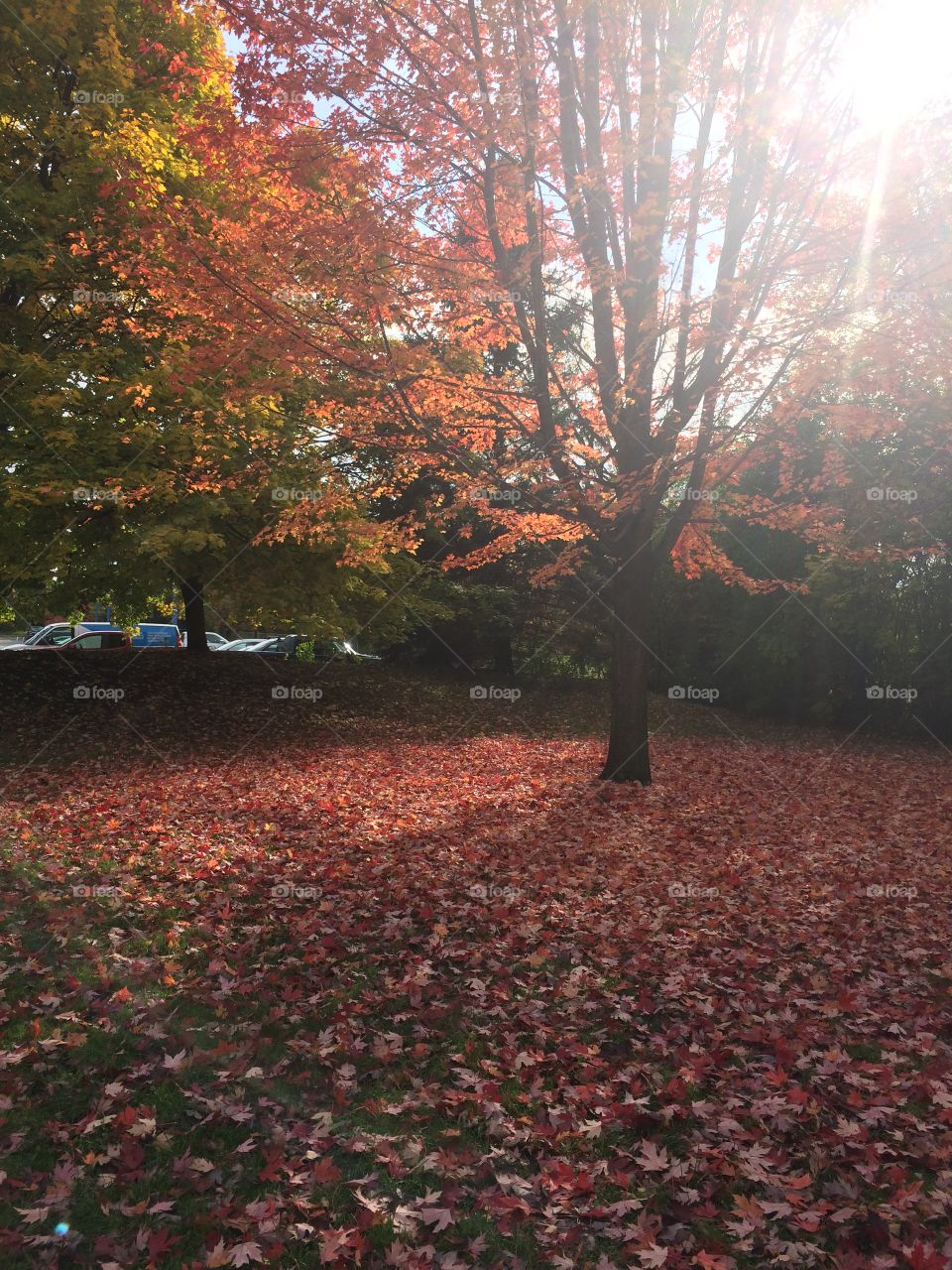 Beautiful Autumn Toronto 