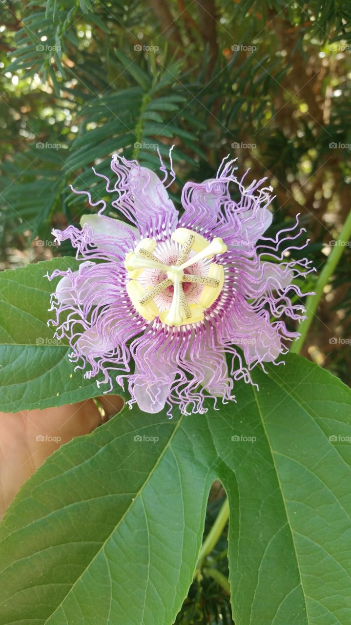 passion flower perfection