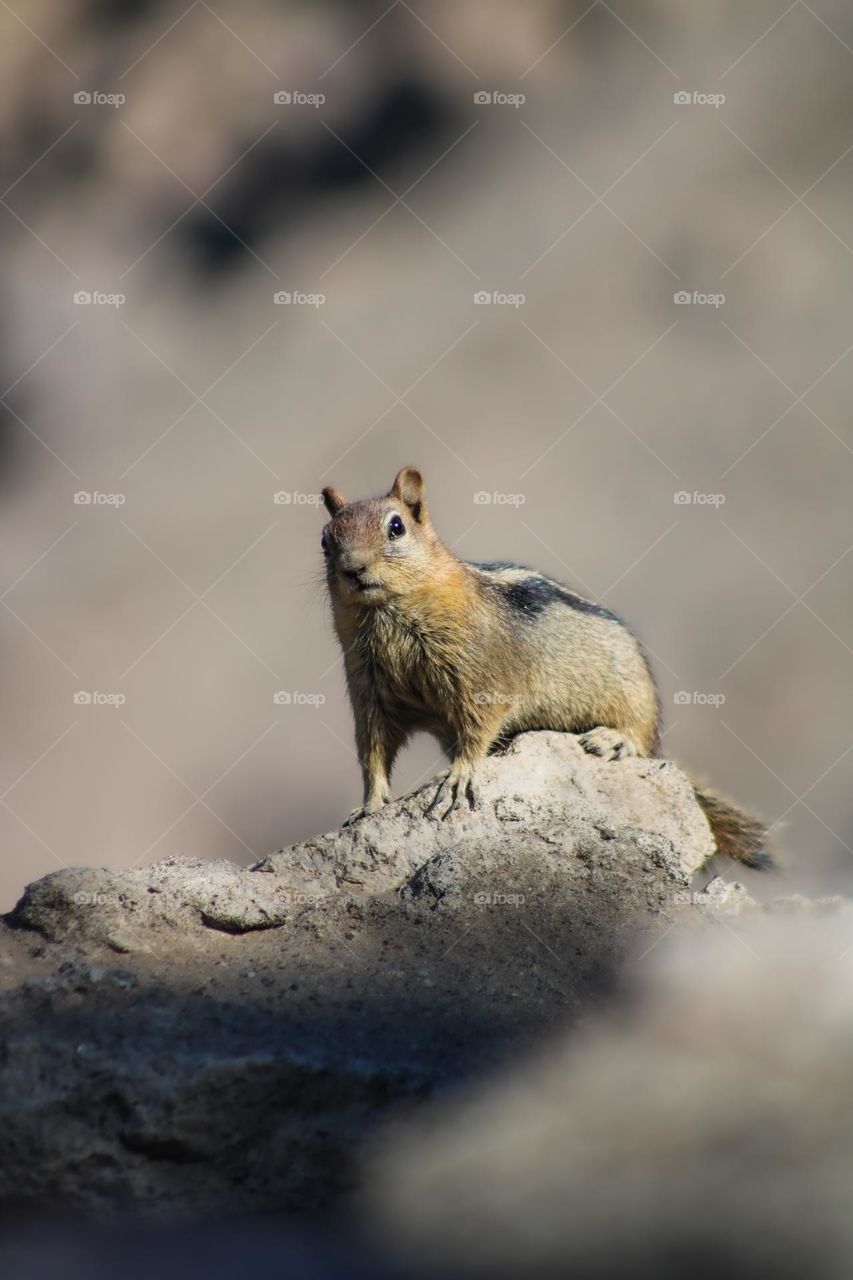 Small brown chipmunk standing on rocks in the sunshine at Crater Lake National Park in Oregon