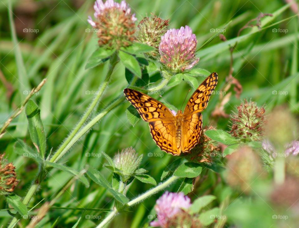 Butterflies Fly Away - orange butterfly on red clover blossom 