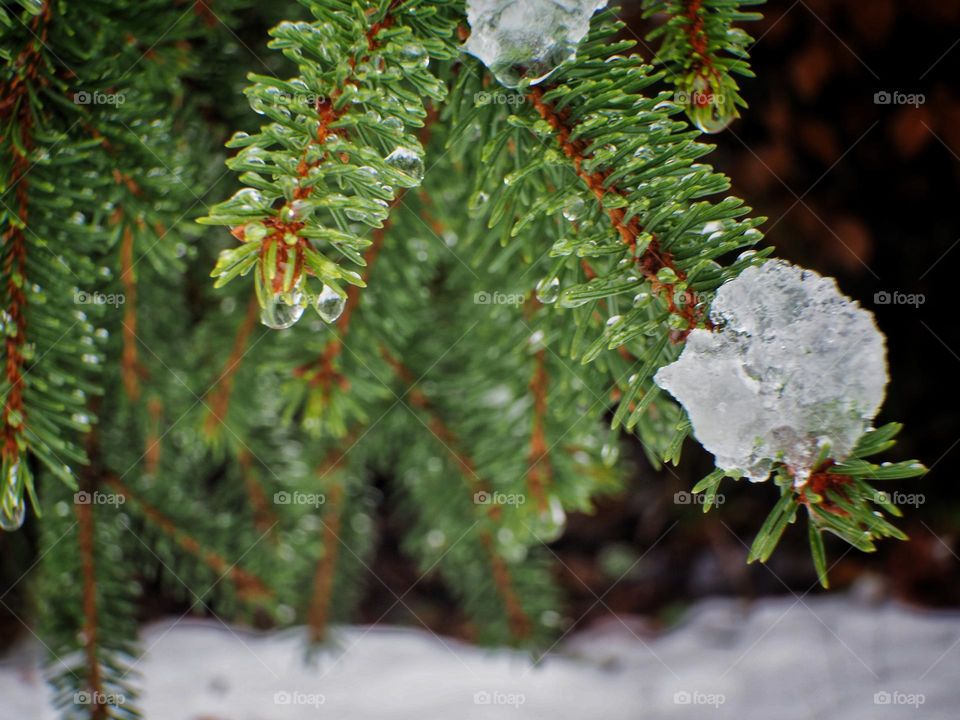 A spruce with snow